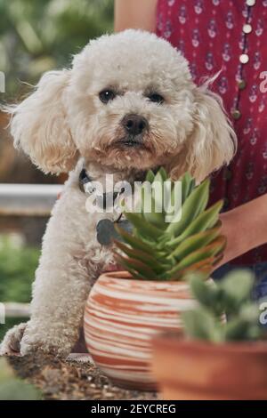 A vertical shot of an adorable Poochon dog near small potted plants in a garden Stock Photo