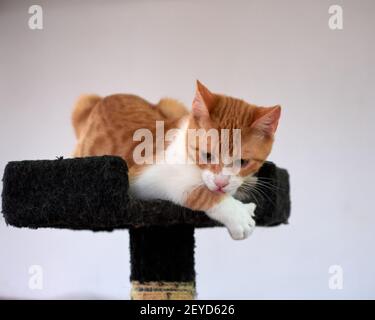 A closeup shot of a ginger kitten lying down on black surface Stock Photo