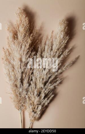 Dry pampas grass on beige background. Minimal, stylish, monochrome concept. Flat lay, top view. Stock Photo