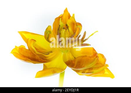 Yellow tulip Stock Photo