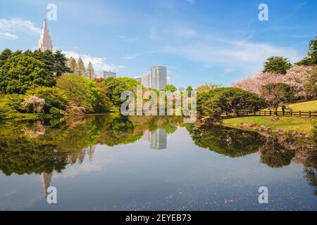 Shinjuku Gyoen with cherry blossom in tokyo, japan Stock Photo