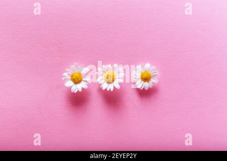 Three chamomiles on the pink background.  Flat lay spring and summer chamomile flowers on a pink background. Stock Photo