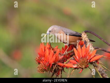 Chestnut-tailed starling or grey-headed starling Stock Photo