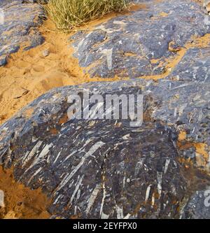 Old fossil in  the desert of morocco sahara and rock  stone sky Stock Photo