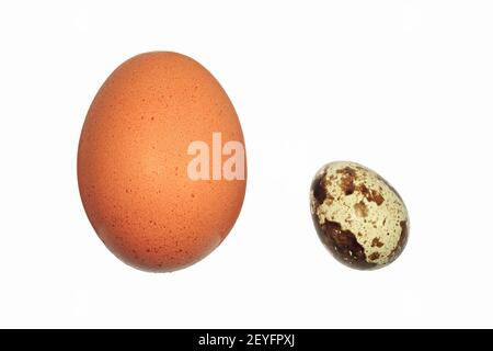 A hen's egg side by side with a much smaller, speckled quail egg. Isolated on white Stock Photo
