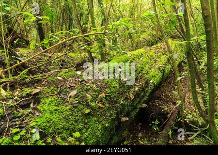 A large fallen tree, covered with moss and fungus, in dense New Zealand native forest Stock Photo