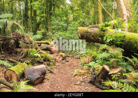 A walking track in New Zealand native forest. A maintenance crew has cut through a fallen tree to clear the way Stock Photo