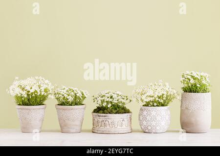 Saxifraga arendsii (Schneeteppich) flowers on green background, copy space. Stock Photo