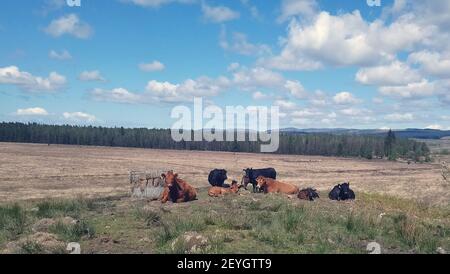 Contented free range cattle on the roadside close to  the Galloway Forest, near Newon Stewart and Creetown,  Dumfries and Galloway, Scotland Stock Photo