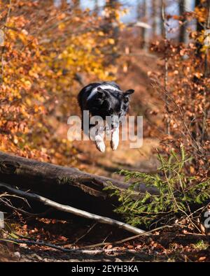 A selective focus shot of black and white border collie jumping over a log in autumn forest Stock Photo
