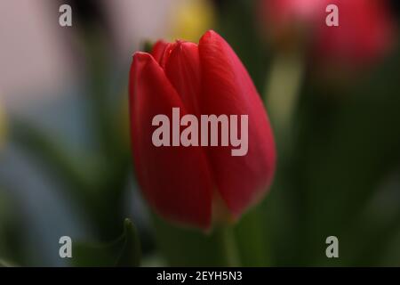 A closeup shot of a beautiful red tulip on a blurred green background Stock Photo