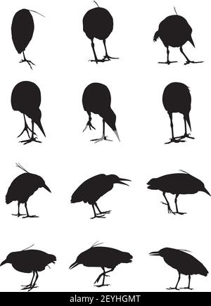 Black Crowned Night Herons birds motion shadow set of silhouette Stock Vector