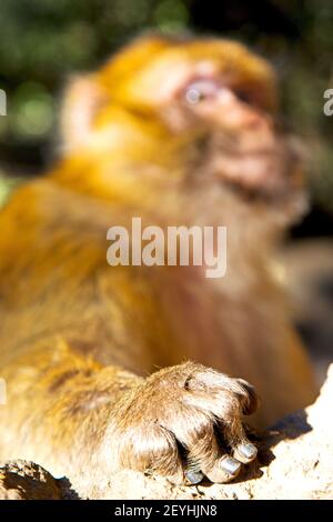 Bush monkey in africa morocco  fauna hand  close up Stock Photo