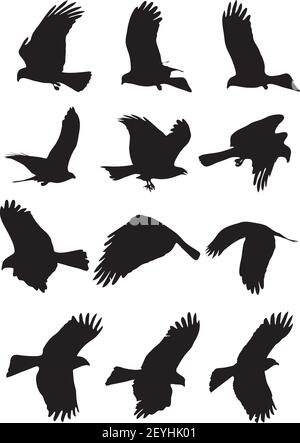 white Herons birds motion shadow set of silhouette Stock Vector