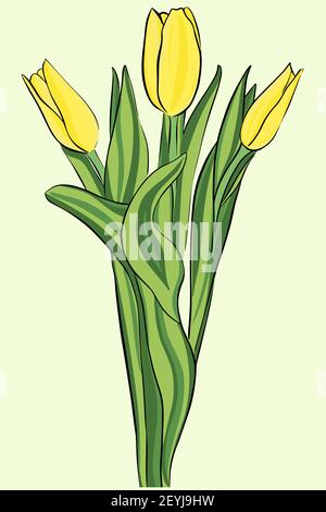 Yellow tulips. Bouquet. Vector. Garden flowers. The symbol of spring, a gift to woman. Three bright sunny tulips. Stock Vector