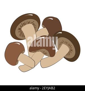Enoki or shiitake mushrooms are edible Japanese mushrooms-an ingredient for ramen noodle soup. Vector illustration in hand-drawn style on a white back Stock Vector