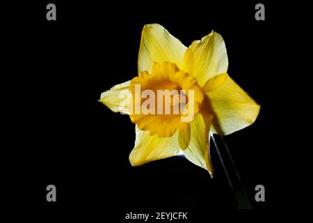 A backlit Daffodil on black background Stock Photo