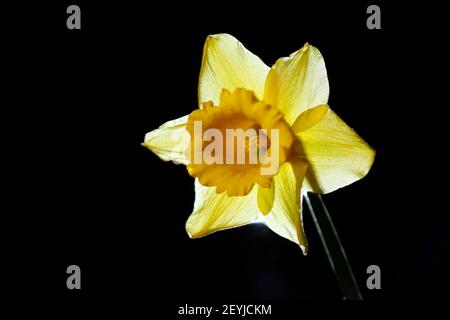 A backlit Daffodil on black background Stock Photo