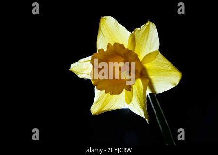 A backlit Daffodil on black background Stock Photo