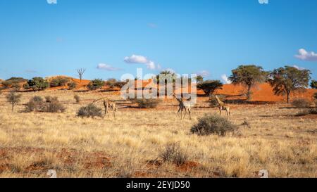 A tower of giraffes ( Giraffa Camelopardalis) walking in the savanna, Kalahari desert, Namibia. Stock Photo