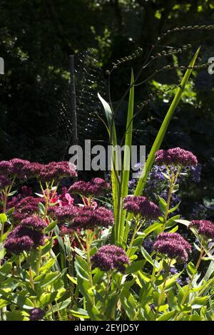 John And Karin Morris English Inspired Garden In Tacoma Washington Holds Tightly Packed Perennial Beds Sweeping Lawn And Pickleball Court Background Photo By Janet Jensen Tacoma News Tribune Mct Sipa Usa Stock Photo Alamy