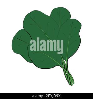 A bunch of fresh green spinach. Raw food for vegans. An ingredient for Eastern cuisine. Healthy food, spring vitamins, natural food. Vector illustrati Stock Vector