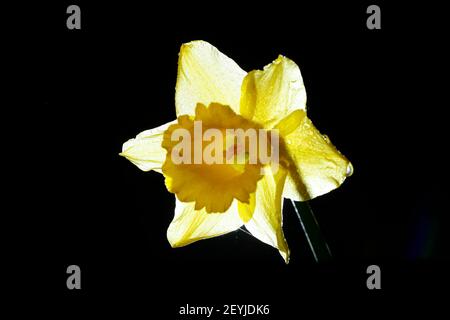 A backlit Daffodil on black background Stock Photo