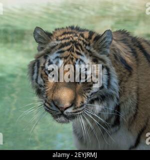 Detail of the muzzle of a large Siberian tiger, naturalistic image Stock Photo