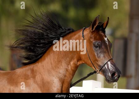 Mubarak Al Kabeer Governorate. 6th Mar, 2021. An Arabian horse participates in an Arabian horse beauty contest in Mubarak Al-Kabeer Governorate, Kuwait, March 5, 2021. Credit: Ghazy Qaffaf/Xinhua/Alamy Live News Stock Photo
