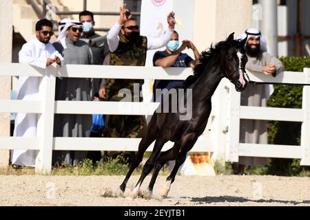 Mubarak Al Kabeer Governorate. 6th Mar, 2021. An Arabian horse participates in an Arabian horse beauty contest in Mubarak Al-Kabeer Governorate, Kuwait, March 5, 2021. Credit: Ghazy Qaffaf/Xinhua/Alamy Live News Stock Photo
