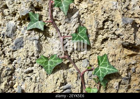 Background of ivy climbing up embankment. Sunny day in Munilla, La Rioja, Spain. Stock Photo
