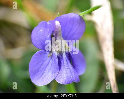 Macro detail of female violet flower (viola odorata). Sunny day in Munilla, La Rioja, Spain. Stock Photo