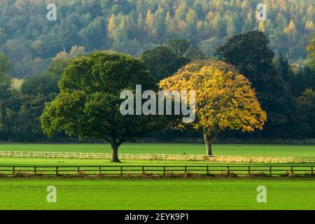 Scenic rural autumn landscape (contrasting trees in field - green tree & 1 with colourful autumnal leaves - different) - North Yorkshire, England UK