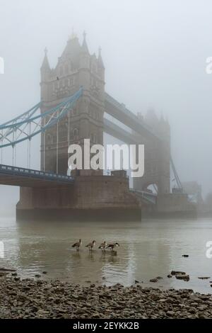 A vision reminiscent of old time London showing Tower Bridge shrouded in mist, with Canada Geese in the foreground on the banks of the River Thames at Stock Photo