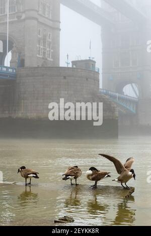 A vision reminiscent of old time London showing Tower Bridge shrouded in mist, with Canada Geese in the foreground on the banks of the River Thames Stock Photo