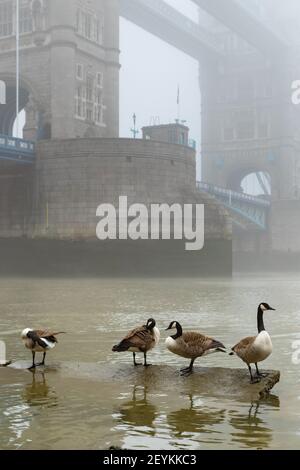 A vision reminiscent of old time London showing Tower Bridge shrouded in mist, with Canada Geese in the foreground on the banks of the River Thames Stock Photo