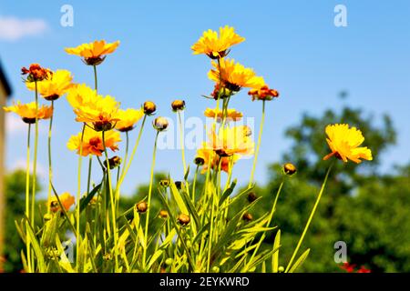 In italy dasy  spring Stock Photo