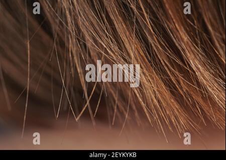 Healthy hair background theme macro close up on blur Stock Photo - Alamy