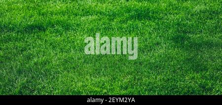 Selective focus image of fresh green grass texture background Stock Photo