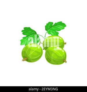 Gooseberry berries fruits, food from farm garden and wild forest, vector flat isolated icon. Gooseberries ripe harvest for jam desserts Stock Vector