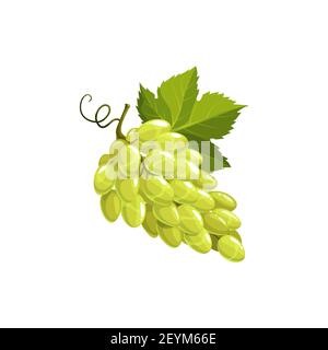 Grape fruit, green or white grapes food, vector isolated icon. Grapes bunch with leaves and fruits vine, natural farm food ripe harvest icon for juice Stock Vector