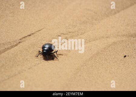 stag beetle in desert Stock Photo