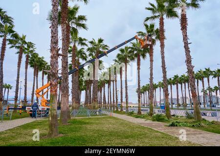 worker cuts the leaves of palm trees Stock Photo