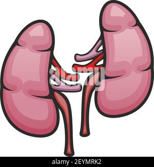 Pair of kidneys in abdominal cavity. Vector human internal organ isolated icon Stock Vector