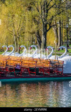 Vertical morning photograph of the swan boats in the pond at the Boston Public Garden in the spring with the first blossoms. Stock Photo