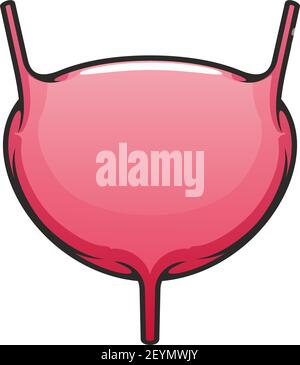Internal organ icon, human bladder, urinary system vector. Anatomy and medicine object Stock Vector
