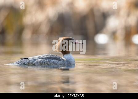 Goosander - Mergus merganser, large colored duck from European lakes and rivers, Zug lake, Switzerland. Stock Photo