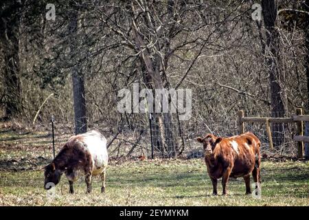 Cattle feeding in the field Stock Photo