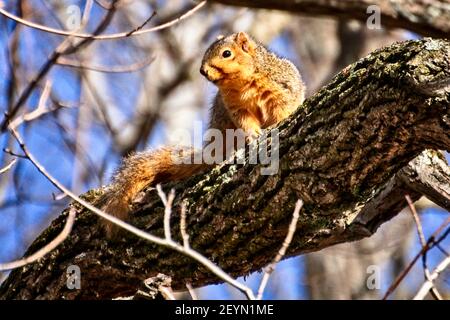 Fox squirrel hanging out in a tree Stock Photo
