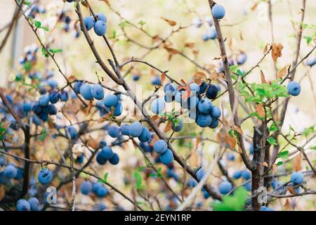 Plum fruits on branches with dry leaves and young green. Stock Photo